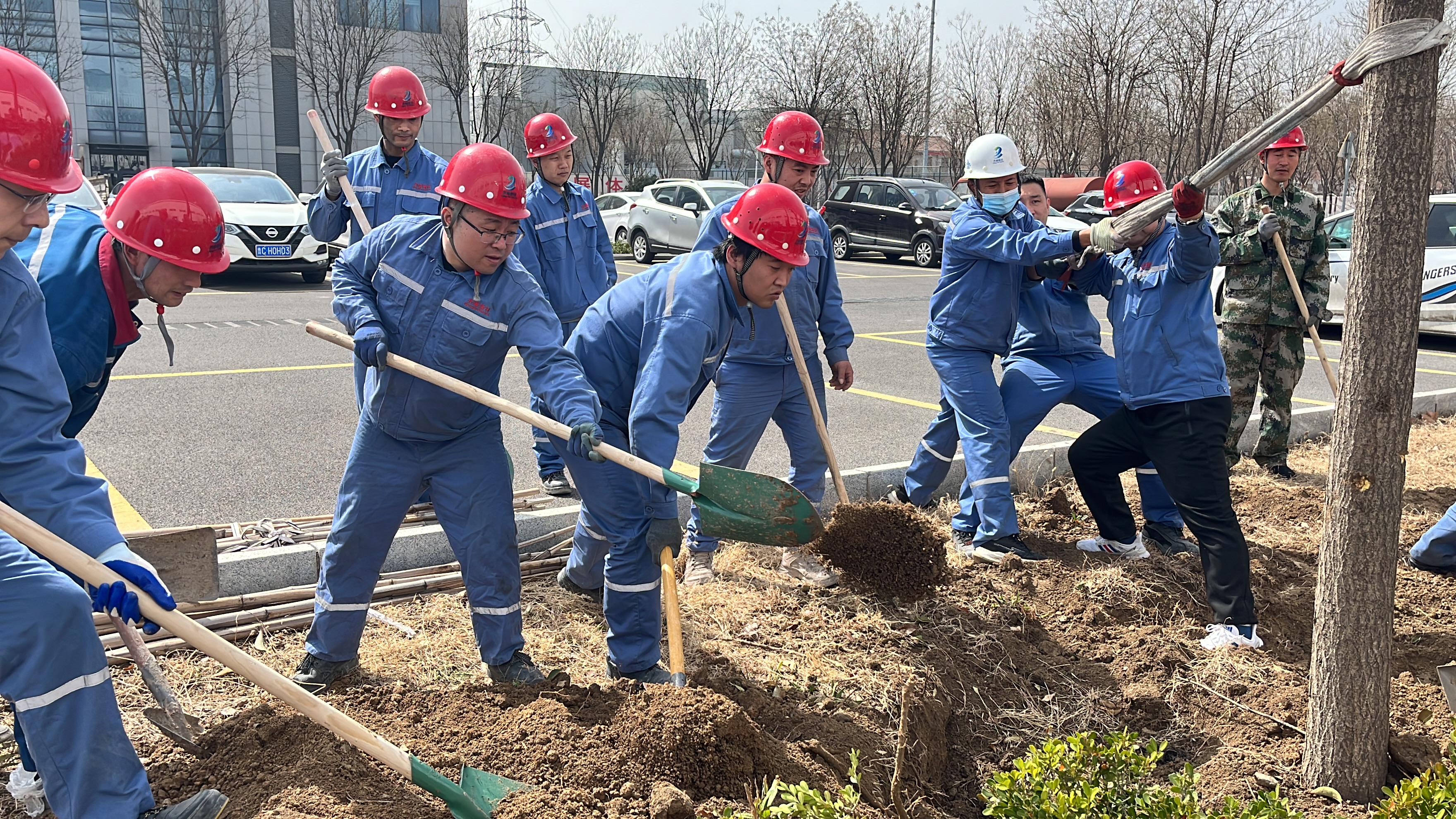 2025年3月12日植樹節(jié)干部職工移栽國槐、女貞等樹木145顆